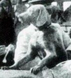Atatürk 1930 Yalova gezisinde