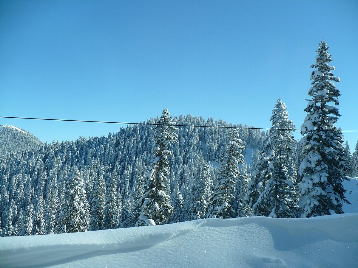 Ilgaz dağlarında ormanlar