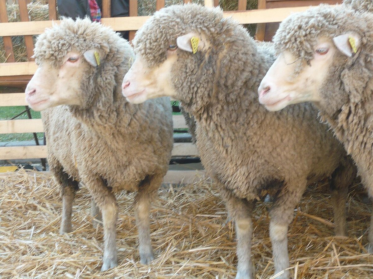 Merinos koyunları